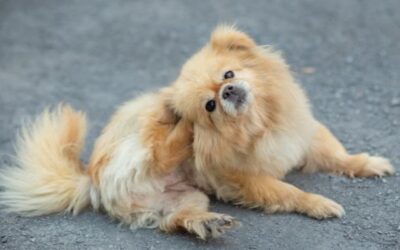 Itchy Dogs – The Different Causes